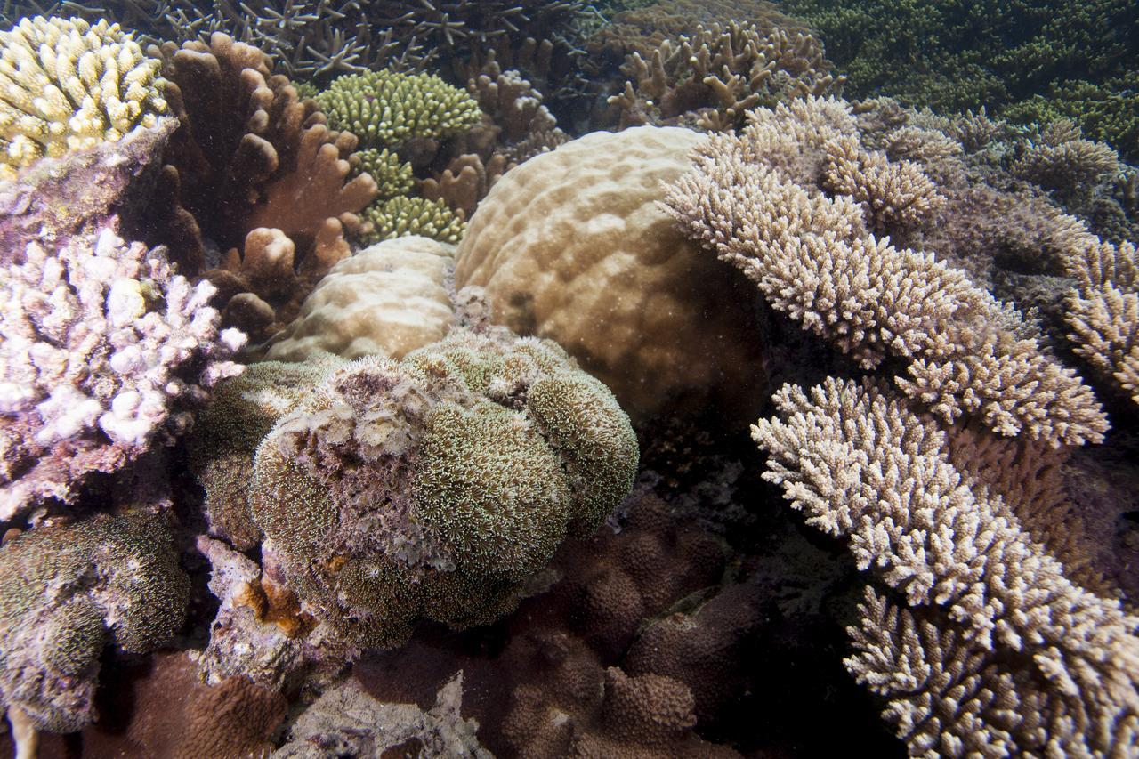 Chumbe Island Coral Park Hotel Mbweni Exterior photo