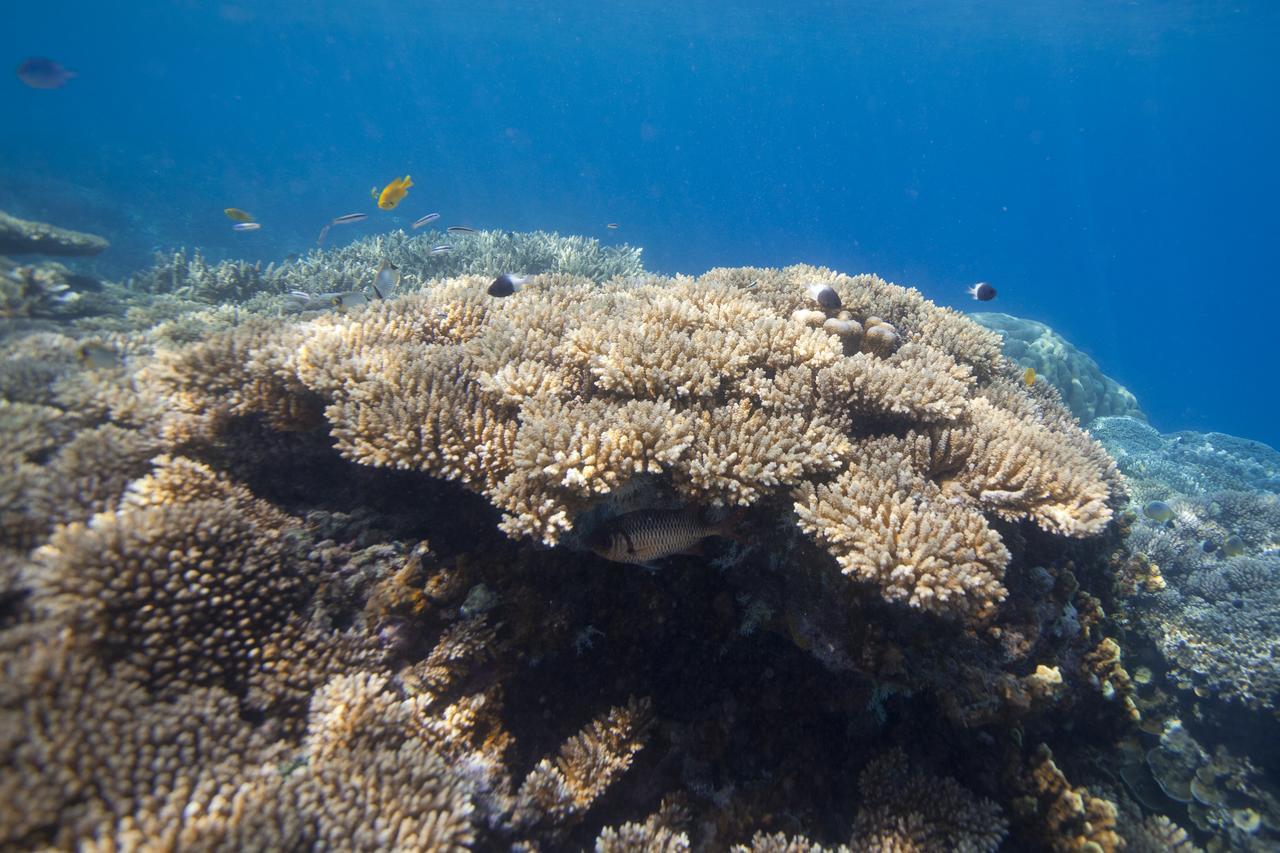 Chumbe Island Coral Park Hotel Mbweni Exterior photo